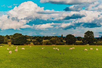 Sheep and lamb in the field