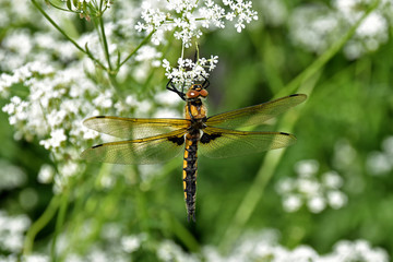 Close-up shot of a beautiful yellow-black dragonfly sitting on white flowers. Belozersk, Russia