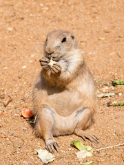 Little gopher sits on the sand and eats. Photo taken at Prague Zoo, Prague, Czech Republic