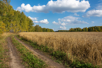 Fototapeta na wymiar Country road along a field of ripe wheat