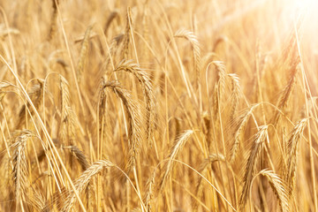 Scenic landscape of ripe golden organic wheat stalk field against bright sunny sunligt bean shining on summer day. Cereal crop harvest growth background. Agricultural agribuisness business concept