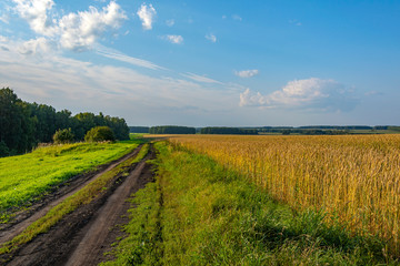 Fototapeta na wymiar Dirt road along a field of ripe wheat