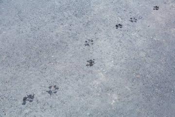 Textured gray road asphalt surface with wet adult dog footprints