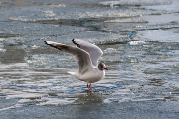 Black headed gull on ice floe