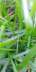 Des brins d'herbe printanière 