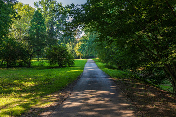 Footpath in the park among the green trees.