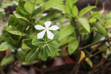 Naklejka premium Single Madagascar periwinkle Selective Focus