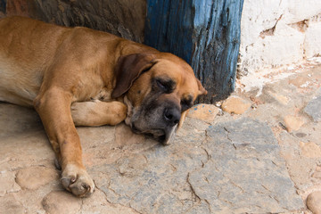 cachorro dormindo