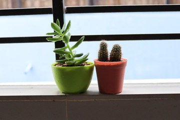 succulent and cactus on balcony