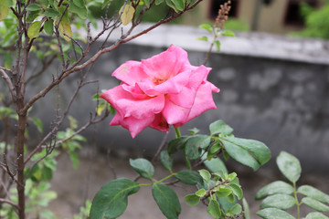 Beautiful Pink rose flower in the garden