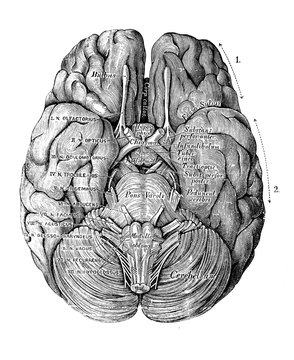 Base of the brain in the old book Encyclopedic dictionary by A. Granat, vol. 5, S. Petersburg, 1896