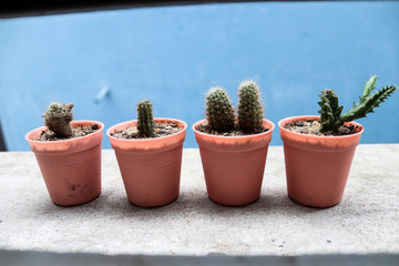 many Baby Cactus in a Row