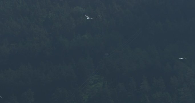 Establishing  Focus Shot, Birds Flying above,  Scenic view pine tree forest in the background.