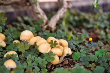 Kleine Pilze mit Kleeblätter