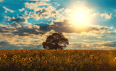 Field of blooming sunflowers and tree on a background sunset