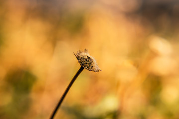 Daisy flower after blooming with yellow background