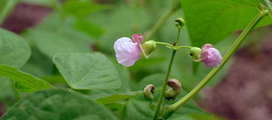 Bean flowers