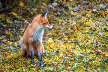 A red fox sits in the autumn forest.