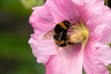 bee on pink flower