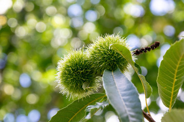 Green chesnuts on the tree