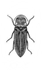 Illustration of Beetle in the old book Encyclopedic dictionary by A. Granat, vol. 3, S. Petersburg, 1896