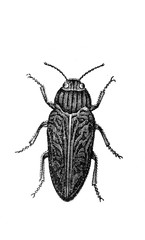 Illustration of Beetle in the old book Encyclopedic dictionary by A. Granat, vol. 3, S. Petersburg, 1896