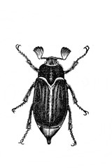 Illustration of Beetle in the old book Encyclopedic dictionary by A. Granat, vol. 3, S. Petersburg, 1896
