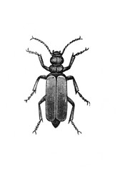 Illustration of Beetle in the old book Encyclopedic dictionary by A. Granat, vol. 3, S. Petersburg, 1896