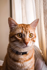 cat on the window sill