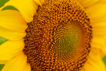 Sunflower blooming close-up photo