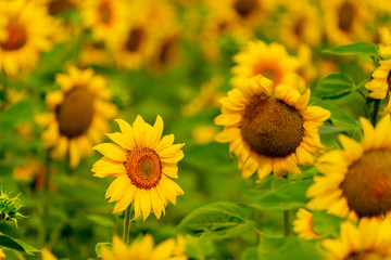 Sunflowers blooming in the field