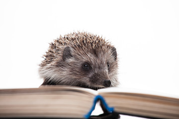 image of hedgehog book white background 