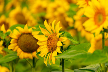 Sunflowers blooming in the field