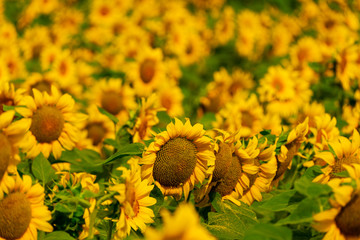Sunflowers blooming in the field