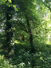 Fototapeta premium alles ist grün im Park