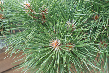 fluffy fresh pine branch with fresh green needles