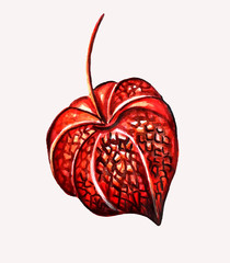 Watercolor physalis