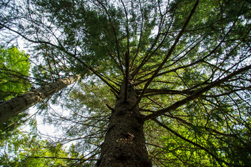 Fototapeta premium tree in the forest bottom-up view