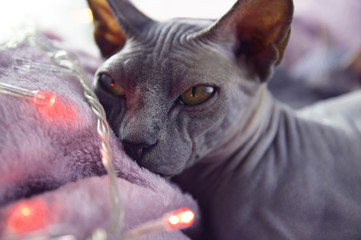 Obraz premium Sphinx cat lies on pink with red garlands. Cat is sad, pensive.resting cat