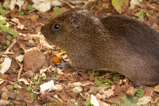 The Pampas Cavy or Cuis Grande in Argentina (Cavia aperea), is a medium sized Guinea-pig like mammal rodent.  Seen at the Macuco jungle trail at Iguazu National Park