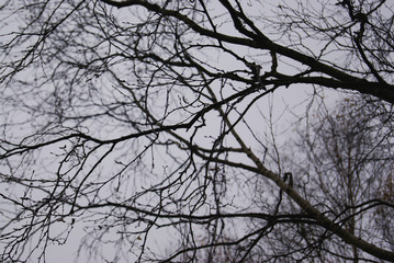 A tree in the forest. Moody autumn time.