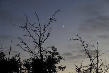 Moon waxing crescent and trees silhouette