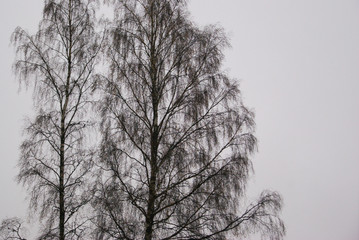 A tree in the forest. Moody autumn time.