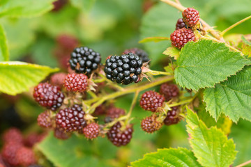 Natural food - fresh blackberries in a garden. Bunch of ripe and unripe blackberry fruit - Rubus fruticosus - on branch with green leaves on a farm. Close-up, blurred background