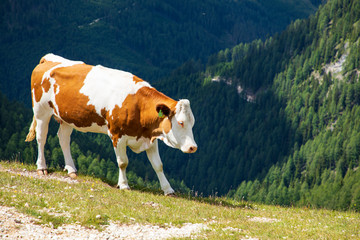 Fototapeta na wymiar Kühe weiden auf der Alm. Nockalmstraße, Ausflugsziel im Herzen der Nockberge in Kärnten.