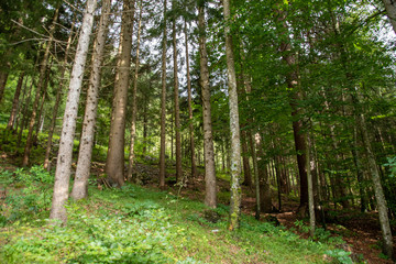 Obraz premium forest in the morning