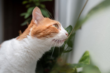 Primer plano. Gato blanco y marron con ojos amarillos muerde la rama de una planta