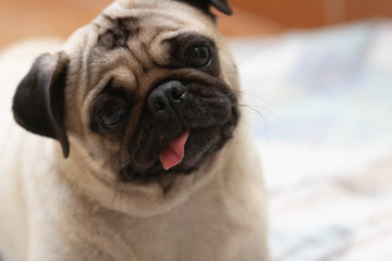 Pug fêmea em seu auto retrato