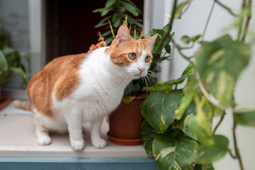 Naklejka na ściany i meble Gato blanco y marron con ojos amarillos en un jardin