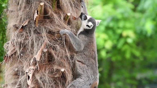 lemur
